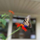 Dry Ridge Bee Supply - Honey