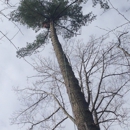 Staton Tree Service - Tree Service