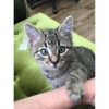 Roxy Ann Veterinary Hospital gallery