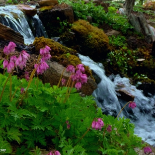 Ponds by Biologists - West Linn, OR