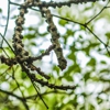 Rich Tree Service, Inc. gallery