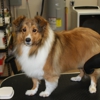 Sunshine Groomers - dog grooming gallery