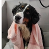Poodle Doodle Pet Grooming gallery