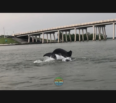 Naples Kayak Adventures - Naples, FL