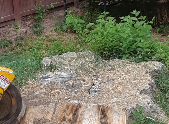 A A Tree Services - West Valley City, UT. They even removed the stump.