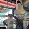 Baywatch Dolphin Tours gallery
