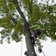 Southeastern Tree & Debris