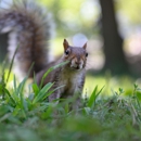 Bray's Pest Control - Pest Control Equipment & Supplies