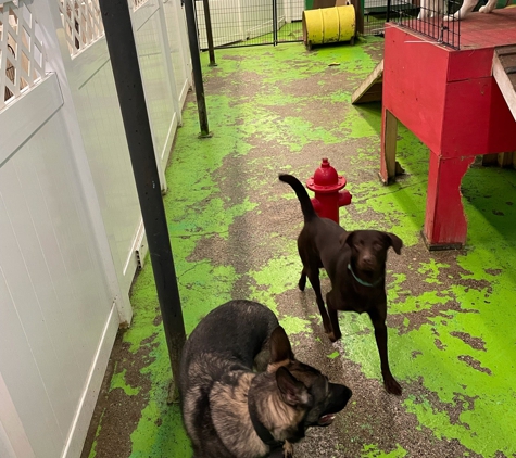 Club Hollywoof Doggie Daycare & Boarding - Orlando, FL