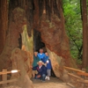 Muir Woods Park Tours gallery