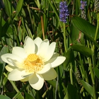 Tallgrass Restoration