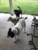 Stadium Emergency Shelter - Animal Shelters
