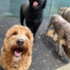 Digs Dog Care gallery