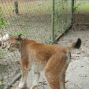 Bear Creek Feline Center