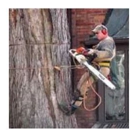 Handy Feller Tree Service - Arborists