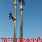 DANIEL'S TREE SERVICES