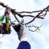 Roots Tree Service gallery