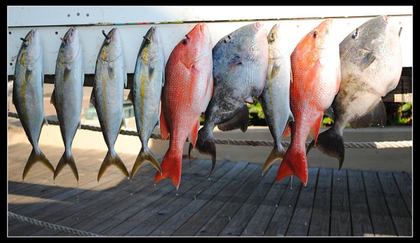 Destin Memories Fishing Charters - Fort Walton Beach, FL. These were a ton of fun catching!