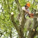 Eagle Tree Service