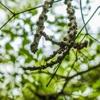 LFG Landscape & Tree service gallery