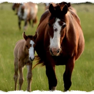 Howard Springs Veterinary Clinic - Howard Springs, NT
