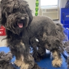 Springfield Side Kick Dog Training, Boarding, Daycare & Grooming gallery