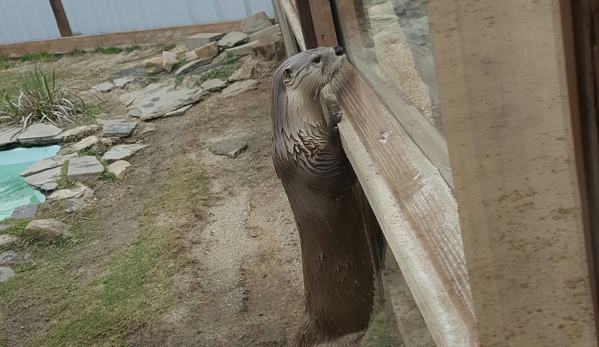 Emerald Coast Wildlife Refuge Zoological Park - Crestview, FL. Pippen the sweet otter ♡