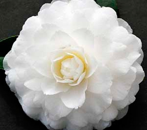 Camellia Grove Nursery - Glenorie, NSW
