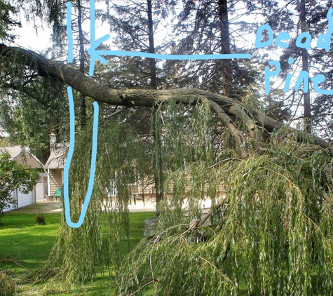 Wolf's Tree Service. Pic of broken willow branch and a dead pine tree