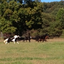 New Hope Stables And Campgrounds - Stables