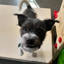 Pet Dynasty: Boarding Daycare Grooming & Training Academy - Dog Training