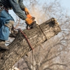 Jolly Green Tree Care gallery