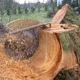 Environmental Tree Care Inc.