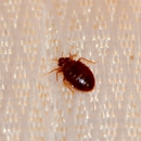 StrongArm Pest Control