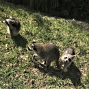 Critter Control
