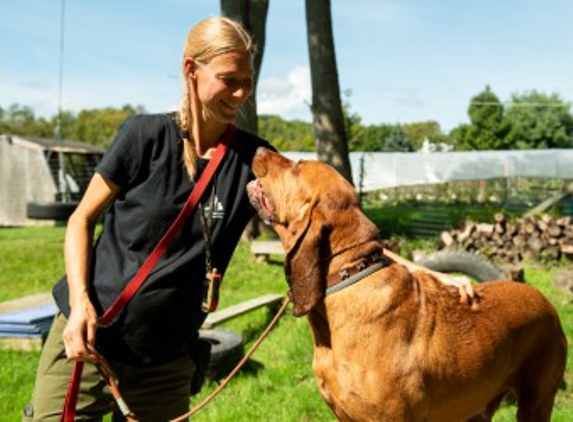 Anastasia's Acres Dog Boarding - Argyle, NY