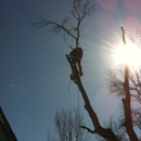 Top of the Morning Tree Care - Tree Service
