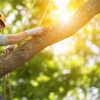 The JT Tree Service gallery