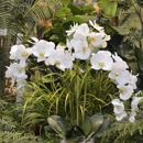 The Stalk Market Fine Silk Flowers - Garden Centers