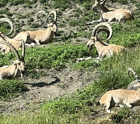 Wildlife Conservation Society - Bronx, NY