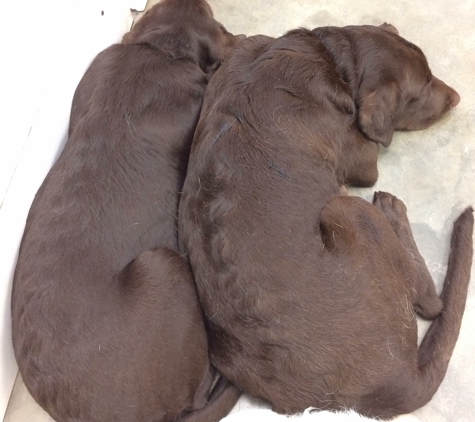 St Simons Puppy Paradise - Saint Simons Island, GA. He met his brother at daycare and love at first sight!!