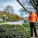 Ahlum & Arbor Tree Preservation - Arborists