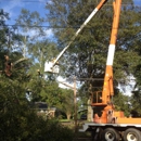 Copiah Tree Service - Arborists