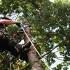 Suffolk Tree Services Ltd gallery