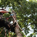Suffolk Tree Services Ltd - Tree Service