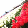 Skagit Valley Tulip Festival gallery