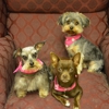 K9 Kuties Grooming gallery