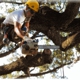 B&D Tree Service