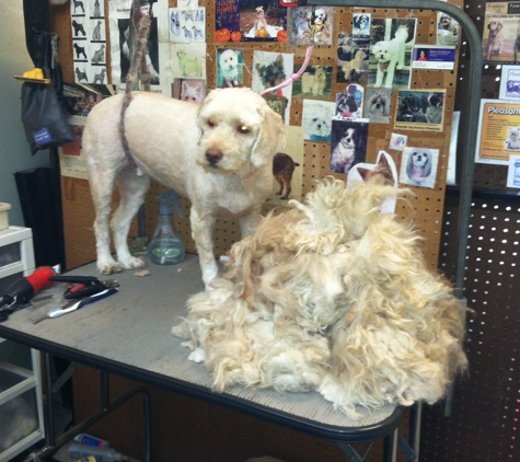 aussie doggy day spa - Rochdale, MA