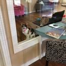 The Casual Cat Cafe - Animal Shelters